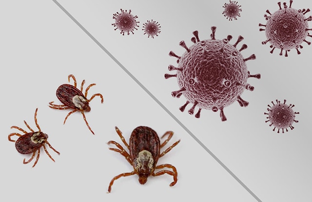 сстраховка антикорона и антиклещ страховка антикорона и антиклещ